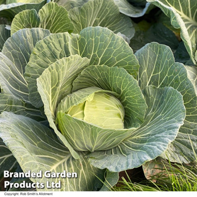 Thompson & Morgan Cabbage Rich F1 1 Packet (15 Seeds) Green