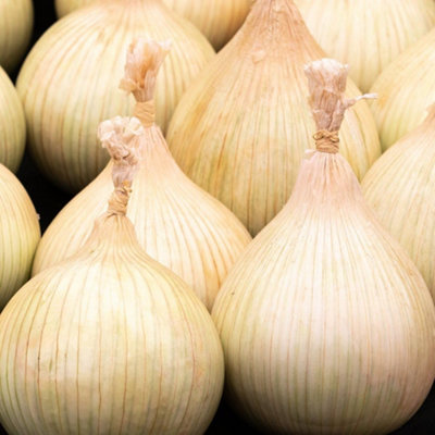 Thompson & Morgan Onion Allium Cepa Galacticus 1 Seed Packet from B&Q