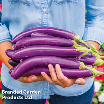 B&Q -  Aubergine Violet Knight F1 1 Seed Packet