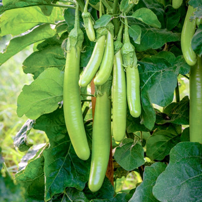 B&Q -  Aubergine Green Knight F1 1 Seed Packet