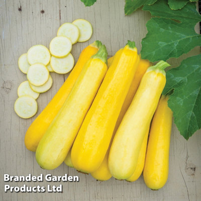 Thompson & Morgan Golden Courgette Cucurbita Pepo Butterstick F1 Seed Packet (10 Seeds) Size 1