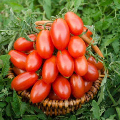 B&Q -  Tomato Nagina F1 1 Seed Packet