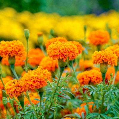 Thompson & Morgan African Marigold Tagetes Erecta Hot Stuff F1 1 Seed Packet from B&Q