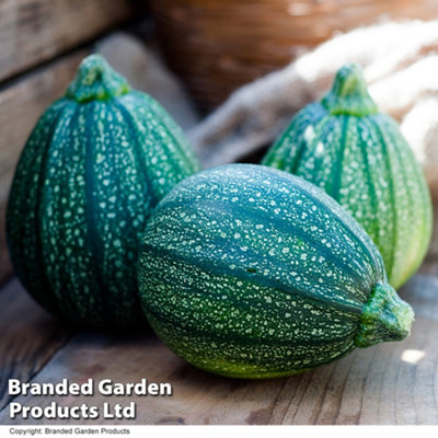 Thompson & Morgan Courgette Cucurbita Pepo Boldenice F1 1 Packet (6 Seeds) from B&Q