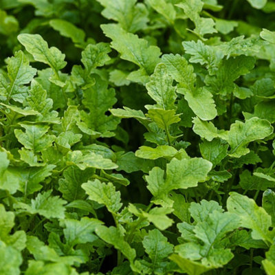 Thompson & Morgan Spicy Mustard Greens SeedsHardy Autumn Sowing Salad & Cooking Brassica Juncea500 Seeds from B&Q