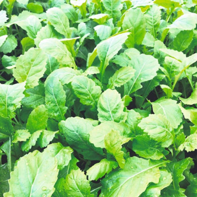 Thompson & Morgan Rocket Scorpion SeedsHardy Annual Salad Leaves Spicy For Microgreens & Edible Flowers1000 Seeds from B&Q