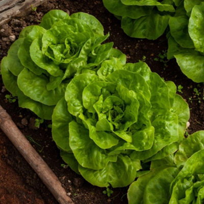 Thompson & Morgan Lettuce Butterhead Brighton 1 Seed Packet from B&Q