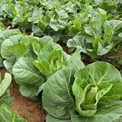 Thompson & Morgan Cabbage Marques F1 1 Seed Packet from B&Q