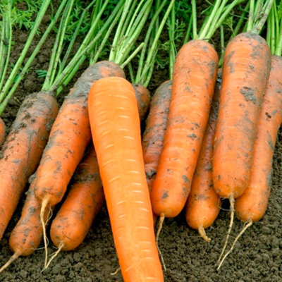 Thompson & Morgan Carrot Volcano F1 1 Seed Packet from B&Q