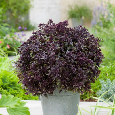 Thompson & Morgan Purple Ball Basil Seeds - Ornamental Culinary Herb - Half-Hardy Annual - Seeds Size 15