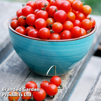 Thompson & Morgan Tomato Bite Size 1 Seed Packet  (6 Seeds) from B&Q