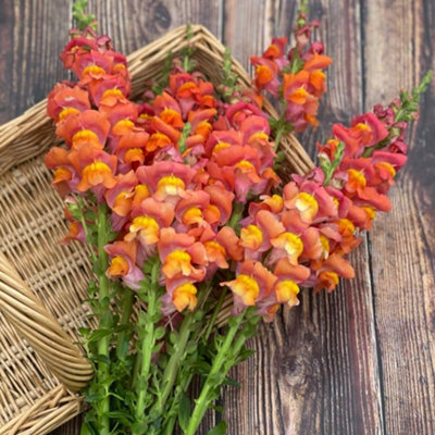 Thompson & Morgan Antirrhinum Majus Dark Orange Potomac F1 1 Seed Packet from B&Q