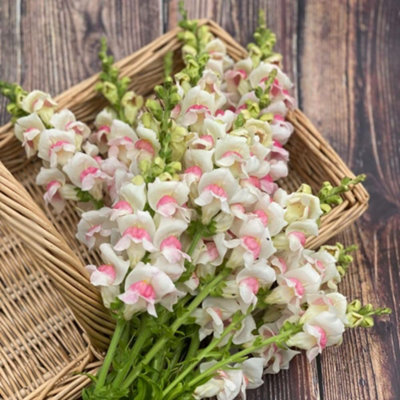 Thompson & Morgan Antirrhinum Majus Apple Blossom Potomac F1 1 Seed Packet from B&Q