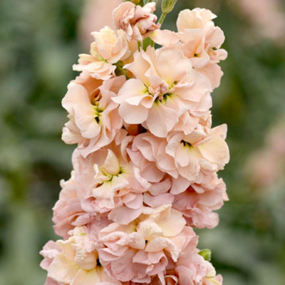 Thompson & Morgan Stock Apricot Column 1 Seed Packet Peach/Light