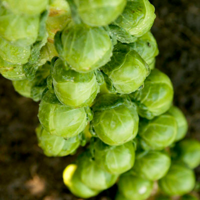 Thompson & Morgan Green/Light Brussel Sprout Cryptus F1 Seed Packet Size 1