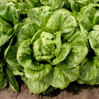 B&Q -  Lettuce Globus Crisp Large Round-Head Cos Salad Greens SeedsContinuous Harvest130 Seeds