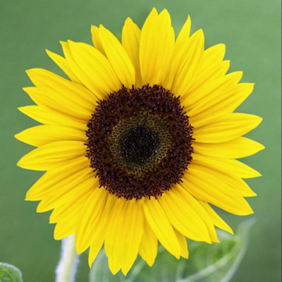 Thompson & Morgan Yellow Sunflower Carmel F1 Hardy Annual Pollen-Free Flowers 1 Packet X 15 Seeds By Extra Large B&Q