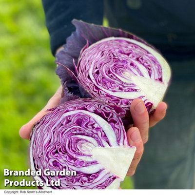 Thompson & Morgan Cabbage Pretino F1 1 Packet (20 Seeds) from B&Q