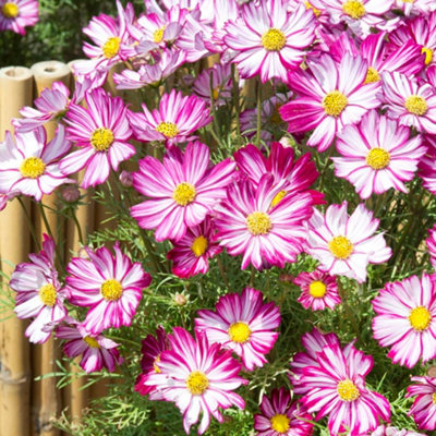Thompson & Morgan Cosmos Bipinnatus Dwarf Purple Picotee 1 Seed Packet from B&Q