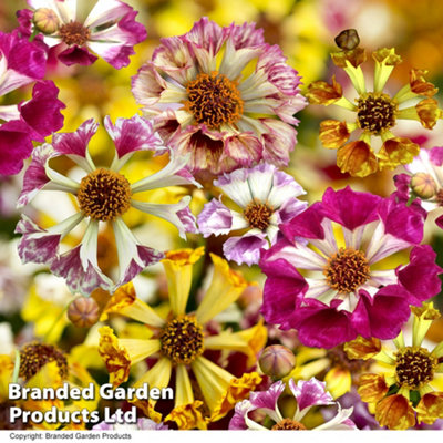 B&Q -  Coreopsis Incredible Sea Shells Mix 1 Seed Packet (200 Seeds)