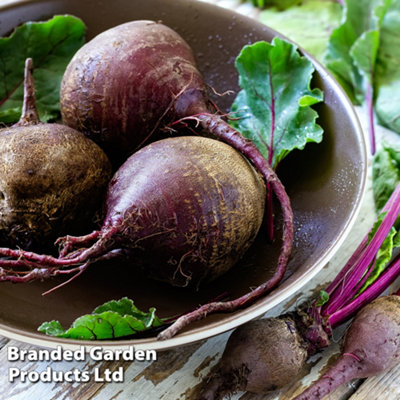 Thompson & Morgan Beetroot Beta Vulgaris Jolie F1 1 Seed Packet (140 Seeds) from B&Q