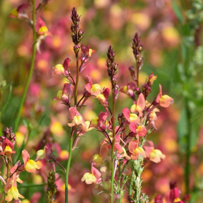 Thompson & Morgan Linaria Maroccana Licilia Peach Baby Snapdragon SeedsHardy Annual Peachy-Yellow Blooms 1000 Seeds from B&Q