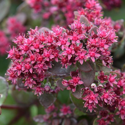 Thompson & Morgan Sedum Busy Nights Seeds Hardy Perennial Deep Pink Bee-Friendly Drought-Tolerant Rockery Border Container 200 Seeds from B&Q