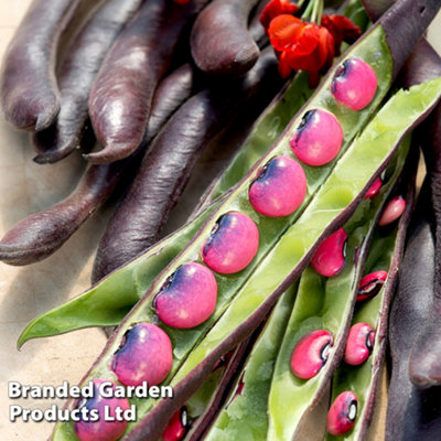 B&Q -  Bean Runner Black Knight 1 Packet (20 Seeds)