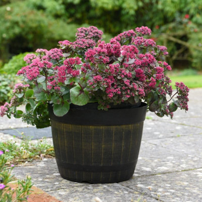 Thompson & Morgan Sedum Busy NightsHardy Perennial Easy Care Attracts Bees/butterflies Drought Tolerant Pots/borders from B&Q