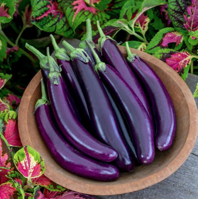 B&Q -  Aubergine Violet Knight F1 1 Packet