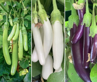 B&Q -  Aubergine Three Knight Collection F1 Recipe 1 Packet
