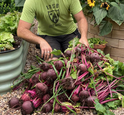 Suttons Seeds Beetroot Beta Vulgaris Jolie F1 1 Packet from B&Q