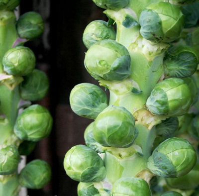 Suttons Seeds Brussel Sprout Cryptus F1 1 Packet from B&Q