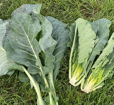 Suttons Seeds Collard Hi-Crop F1 1 X Seed Packet from B&Q