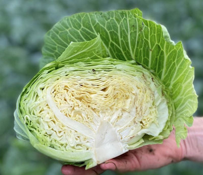 Suttons Seeds Cabbage Green Rich F1 1 X Seed Packet from B&Q