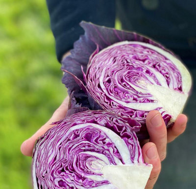 Suttons Seeds Cabbage Pretino F1 1 Seed Packet Grow Your Own Veg from B&Q
