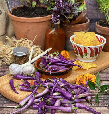 Suttons Seeds Chilli Capsicum Annuum Buena Mulata Voty 1 Packet from B&Q