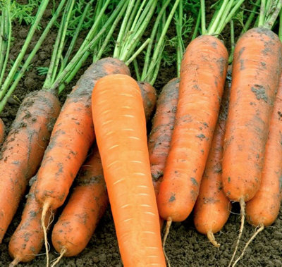 Suttons Seeds Carrot Volcano F1 1 Packet from B&Q