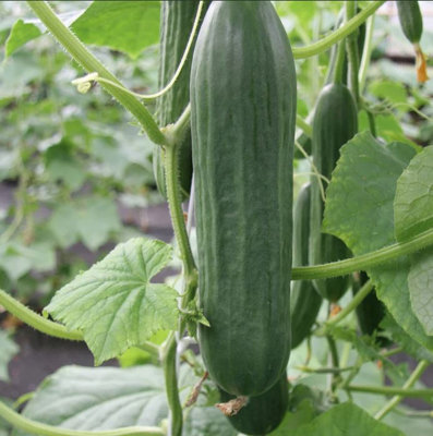 Suttons Seeds Cucumber Cucumis Sativus Emilie F1 1 Packet from B&Q