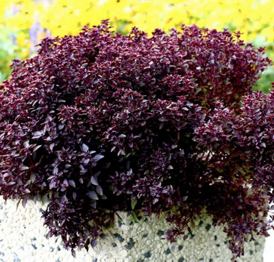 Suttons Seeds Herb Basil Purple Ball 1 X Seed Packet from B&Q