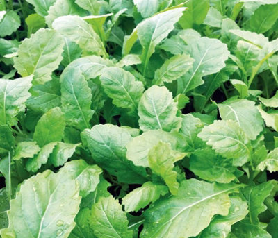 Suttons Seeds Herb Rocket Scorpion Rocket 1 Packet from B&Q