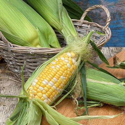 Suttons Seeds Sweetcorn Pot Of Gold F1 1 Packet from B&Q
