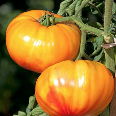 Suttons Seeds Tomato Buffalosun F1 1 Packet from B&Q