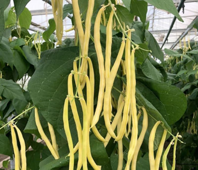 Suttons Seeds Bean Climbing French Sunshine 1 Seed Packet from B&Q