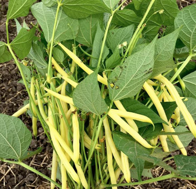 Suttons Seeds Bean Dwarf French Dior 1 Seed Packet from B&Q
