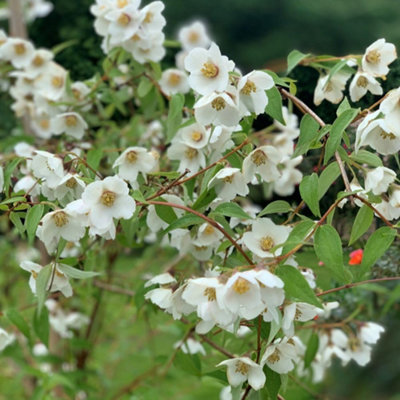 Thompson & Morgan Thompson And Morgan Philadelphus Fragrant Falls Plant In Pot 9Cm - Image 4