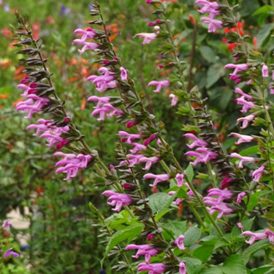 Thompson & Morgan Salvia Amistad Pink 9Cm Potted Plant X 1 from B&Q