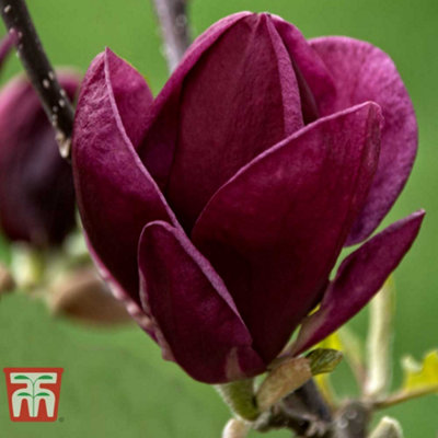 Thompson & Morgan Magnolia Genie Hardy Shrub 9Cm Pot X 1 from B&Q