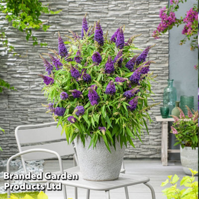 Thompson & Morgan Buddleja Butterfly Candy Little 9Cm Potted Plant X 1 Purple
