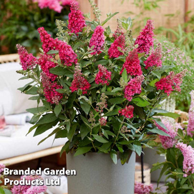 Thompson and Morgan Buddleja Butterfly Candy Little Ruby 9cm Pot - Compact Shrub for Patios - Image 5